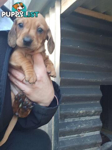 Minature Dachshund Puppies