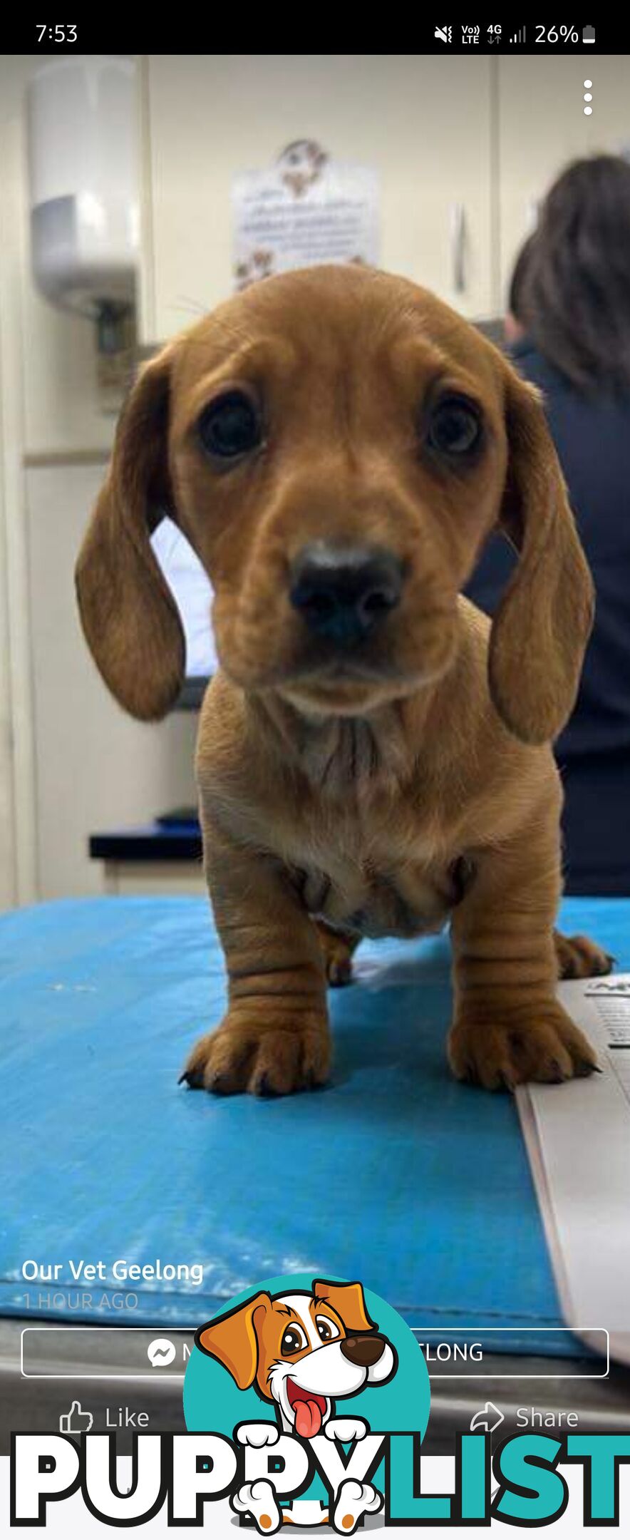 Minature Dachshund Puppies