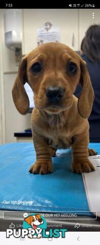 Minature Dachshund Puppies