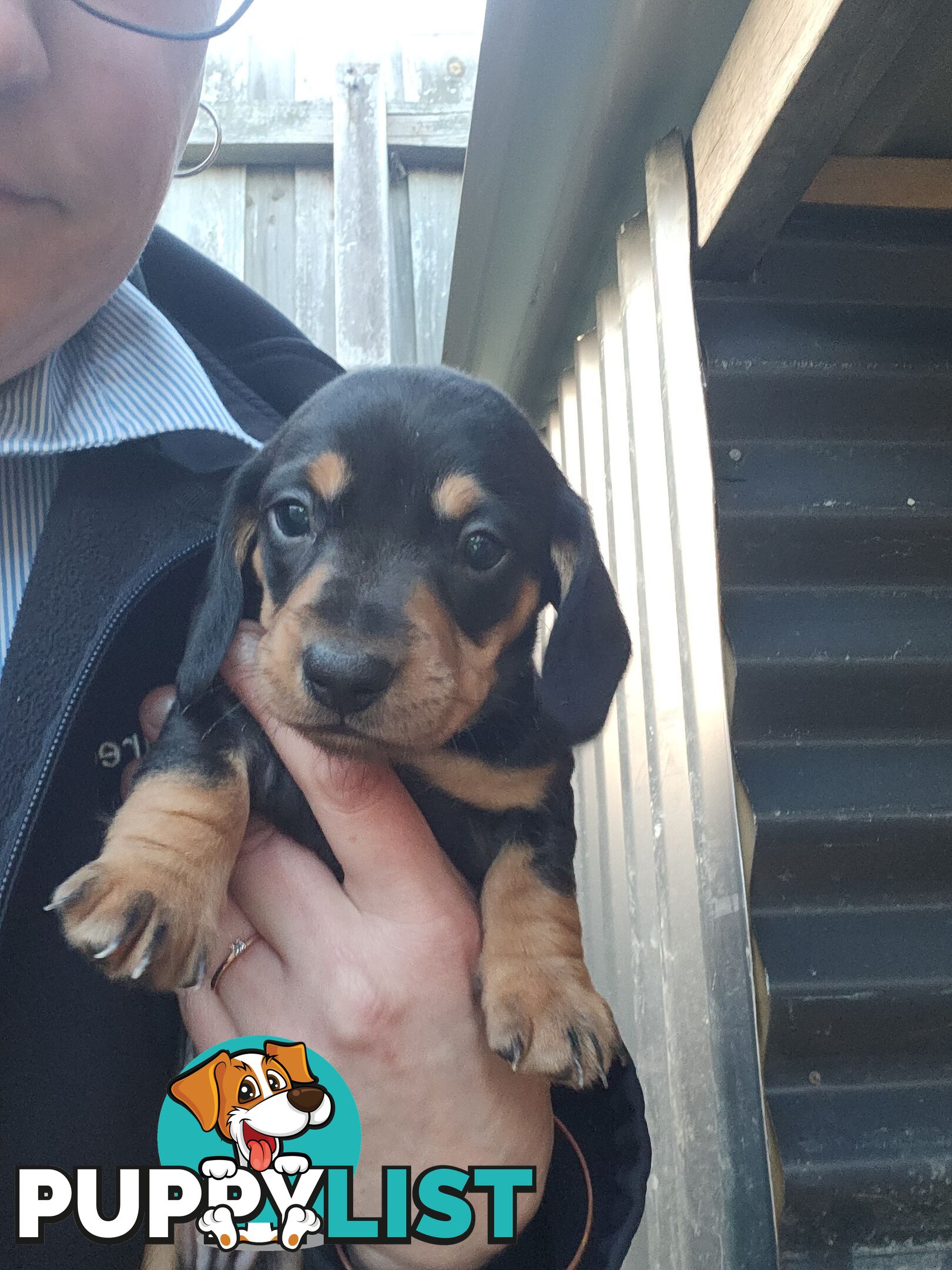 Minature Dachshund Puppies