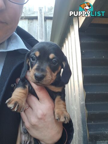 Minature Dachshund Puppies