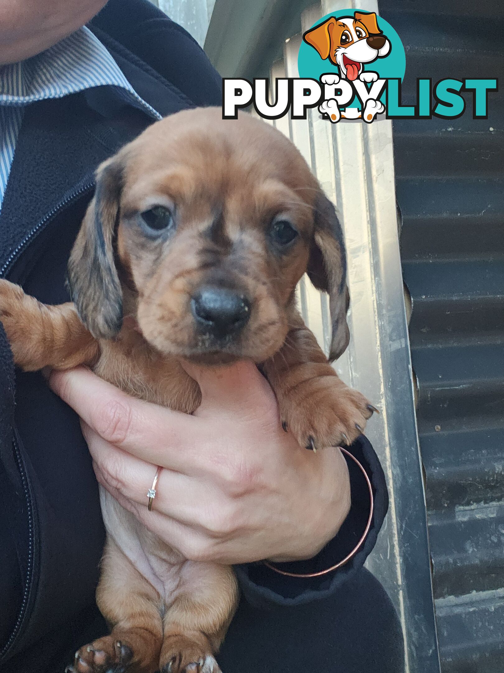 Minature Dachshund Puppies