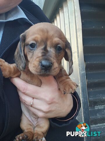 Minature Dachshund Puppies