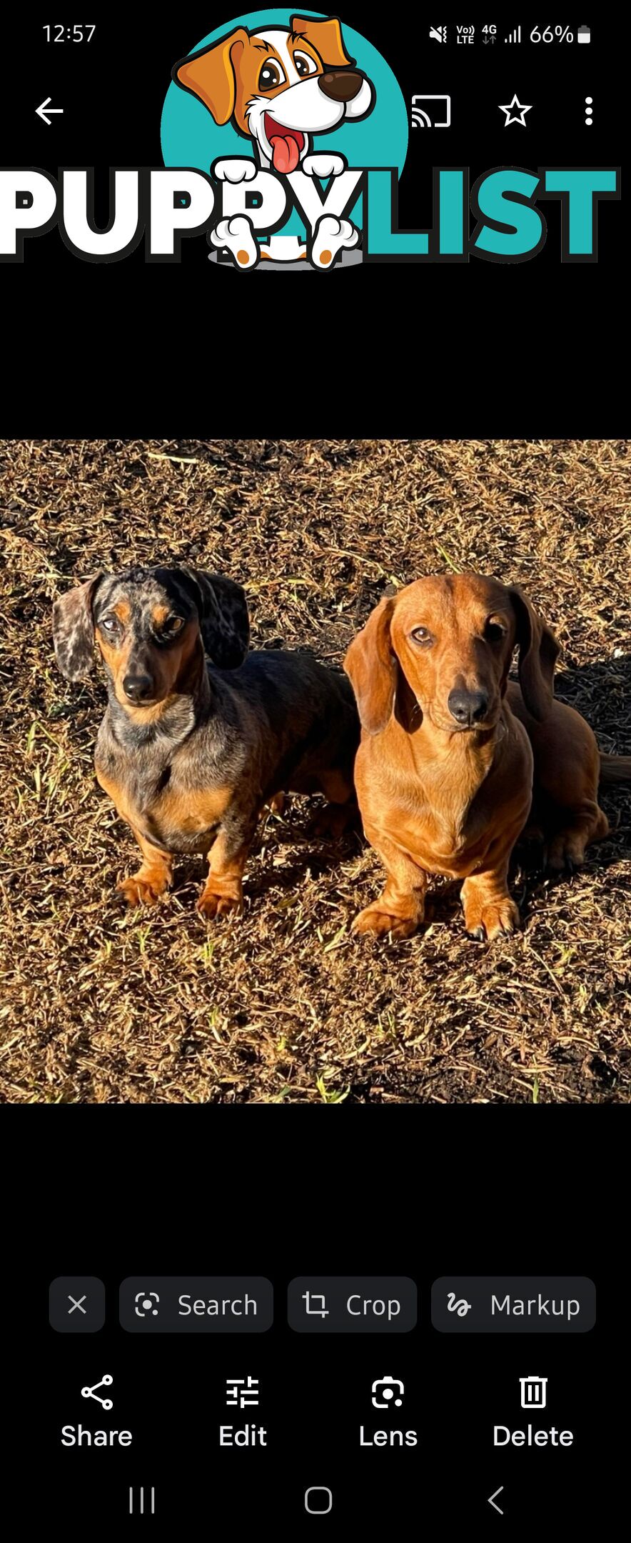 Minature Dachshund Puppies