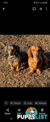 Minature Dachshund Puppies