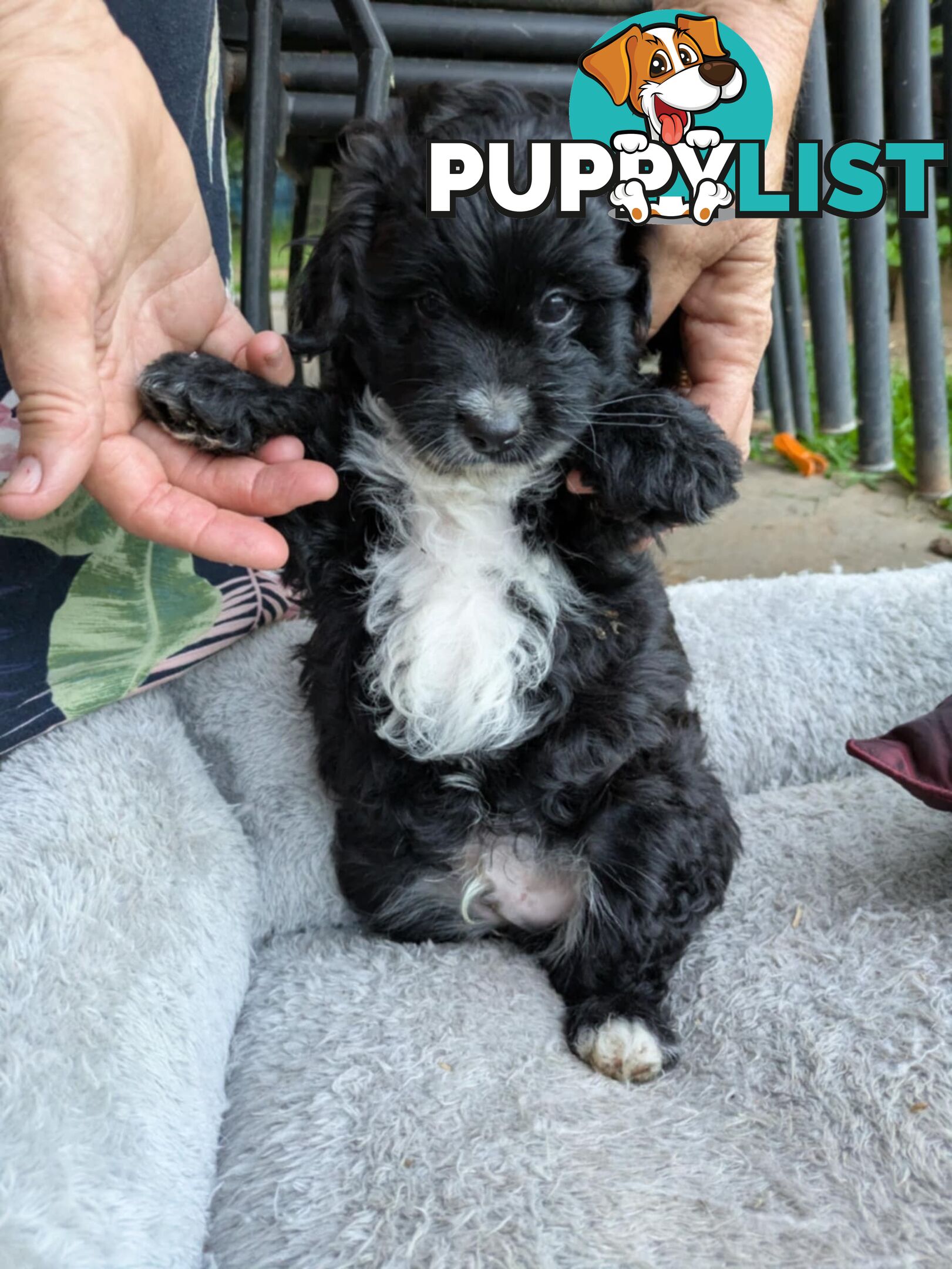 Jackapoo puppies for sale