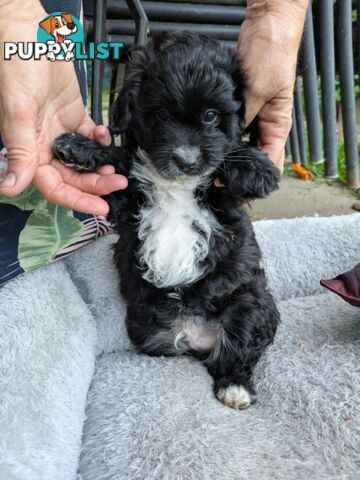 Jackapoo puppies for sale