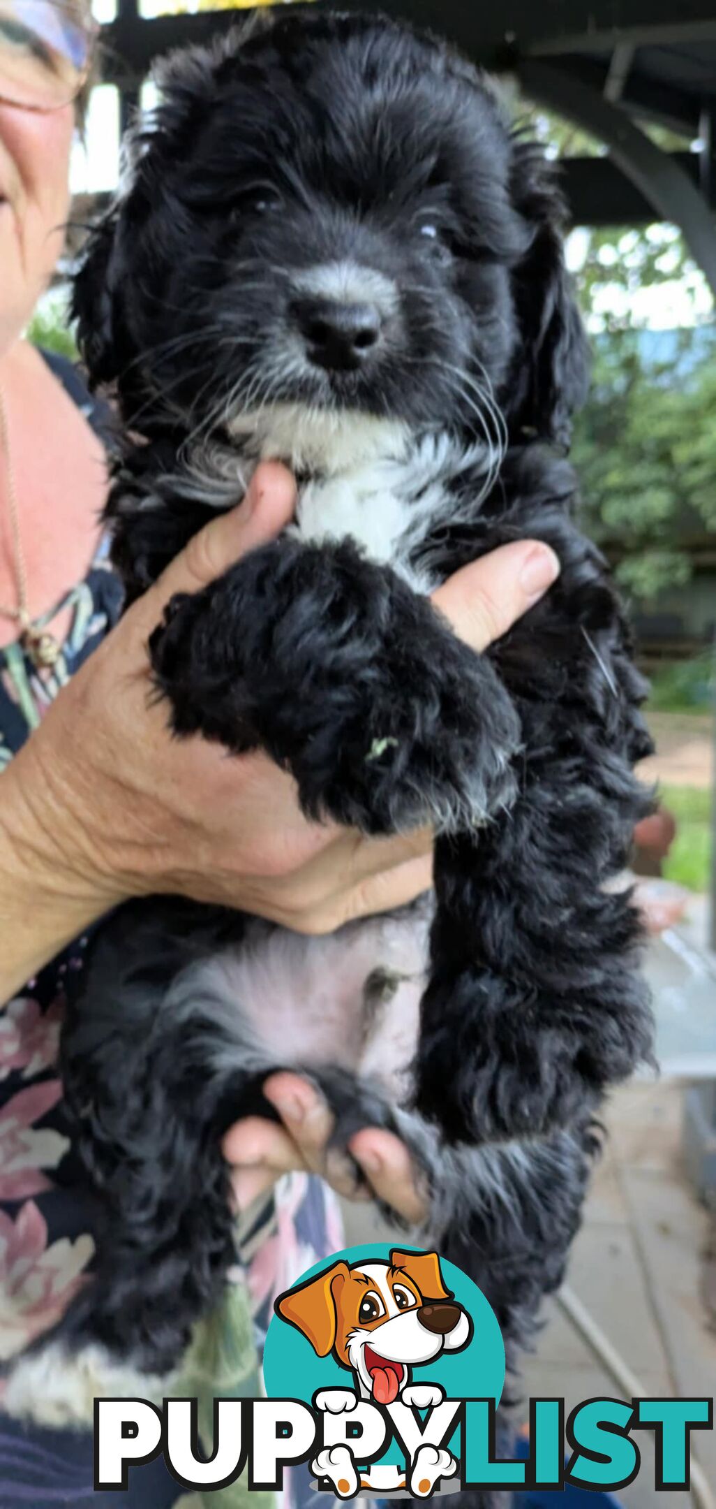 Jackapoo puppies for sale