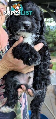 Jackapoo puppies for sale