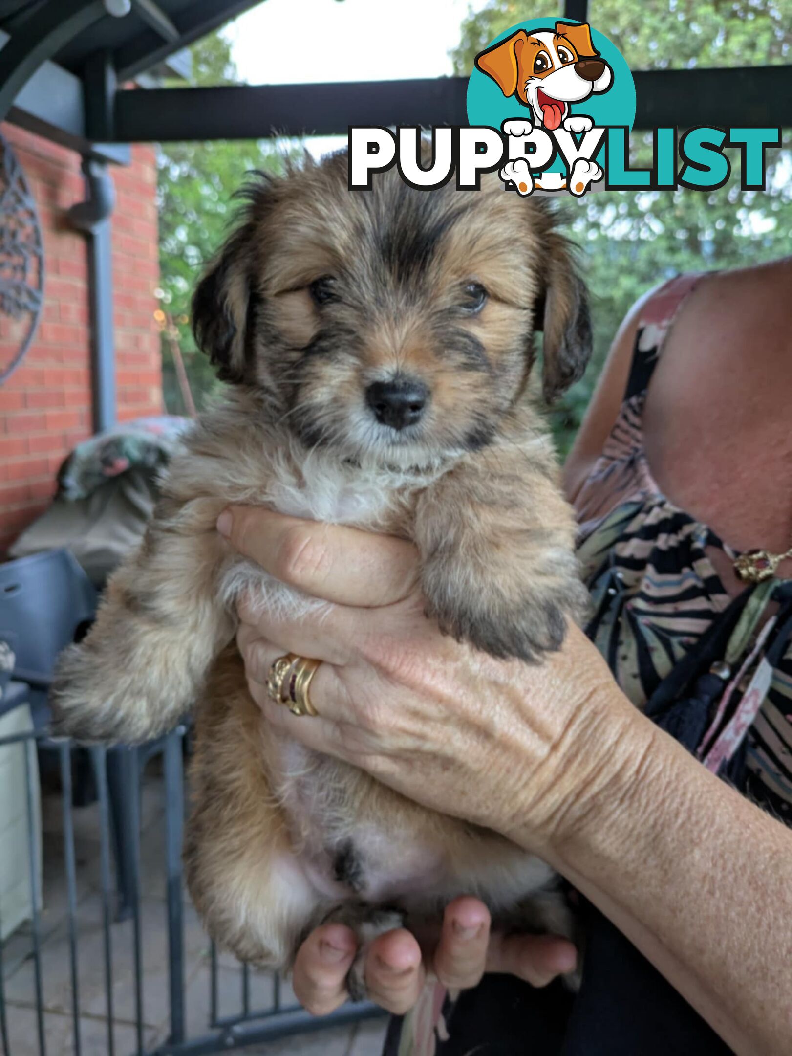 Jackapoo puppies for sale