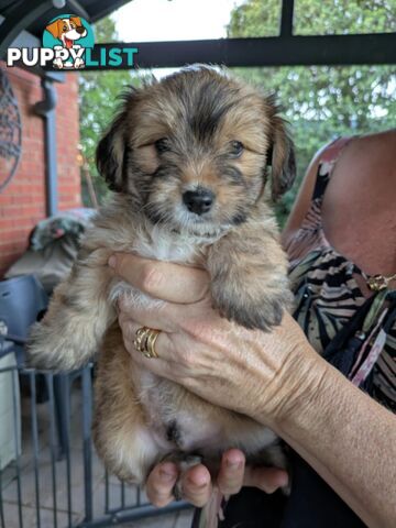 Jackapoo puppies for sale