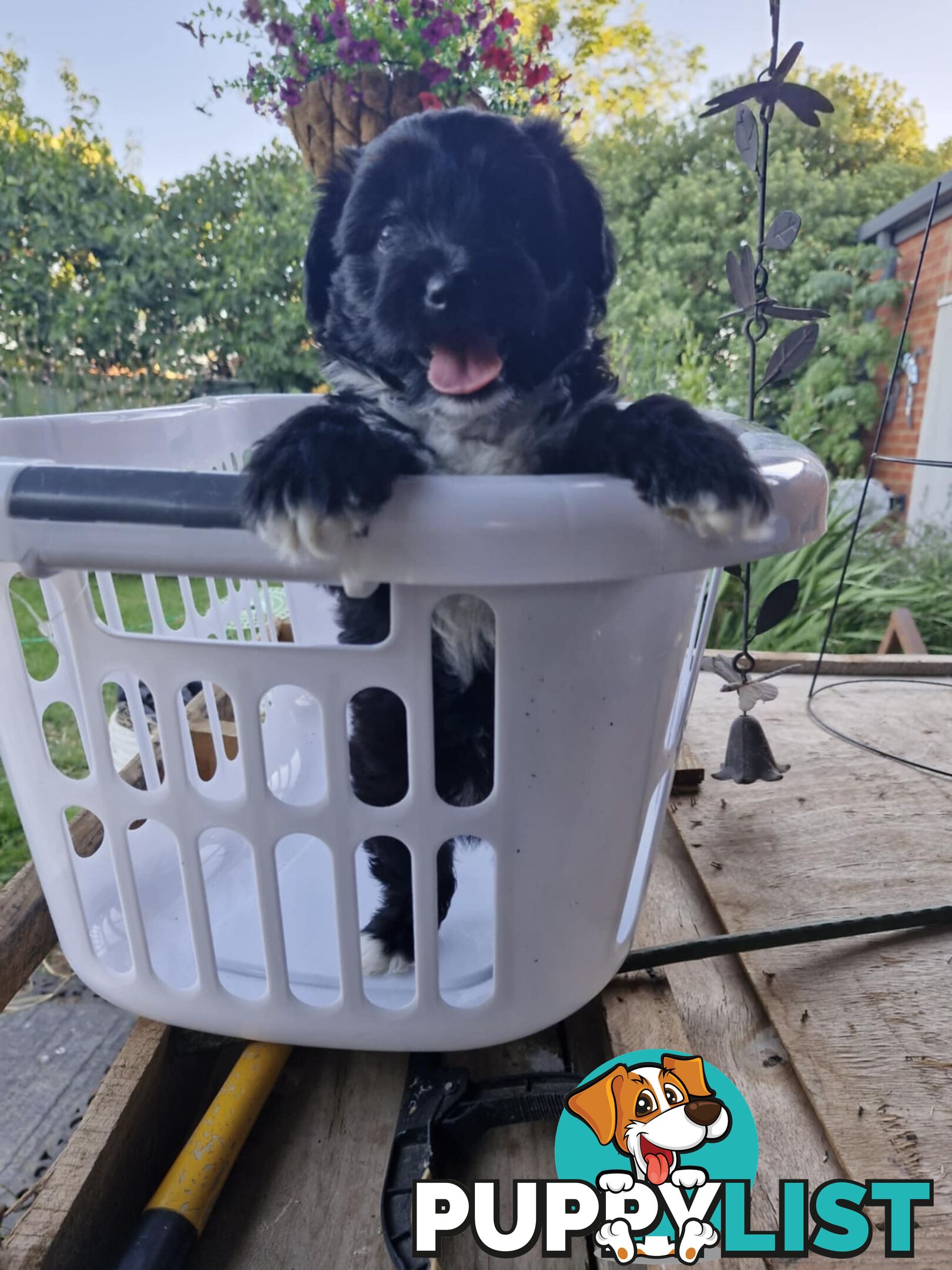 Jackapoo puppies for sale