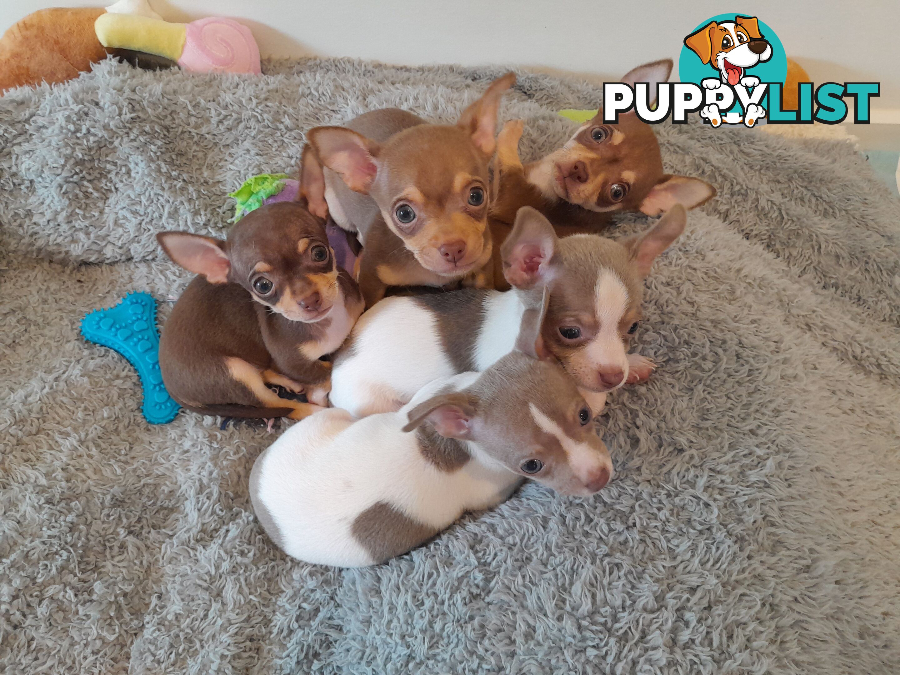 Chihuahua puppies