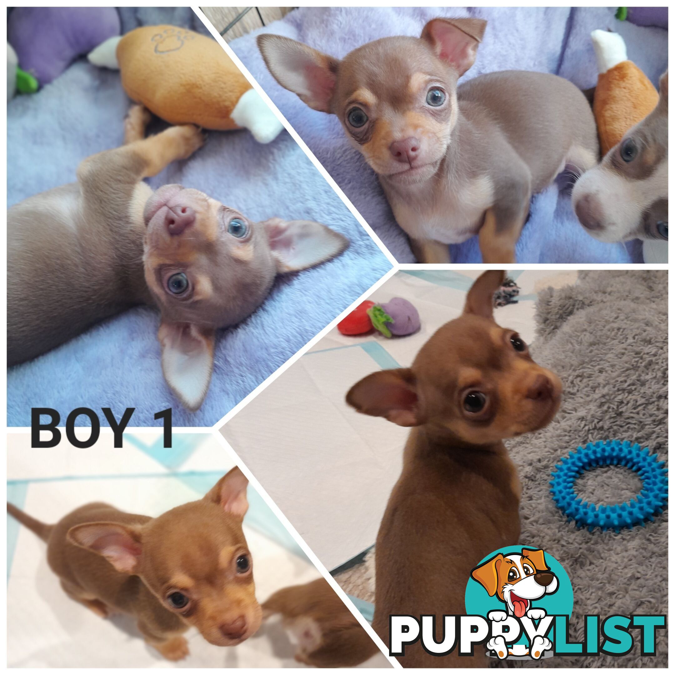 Chihuahua puppies