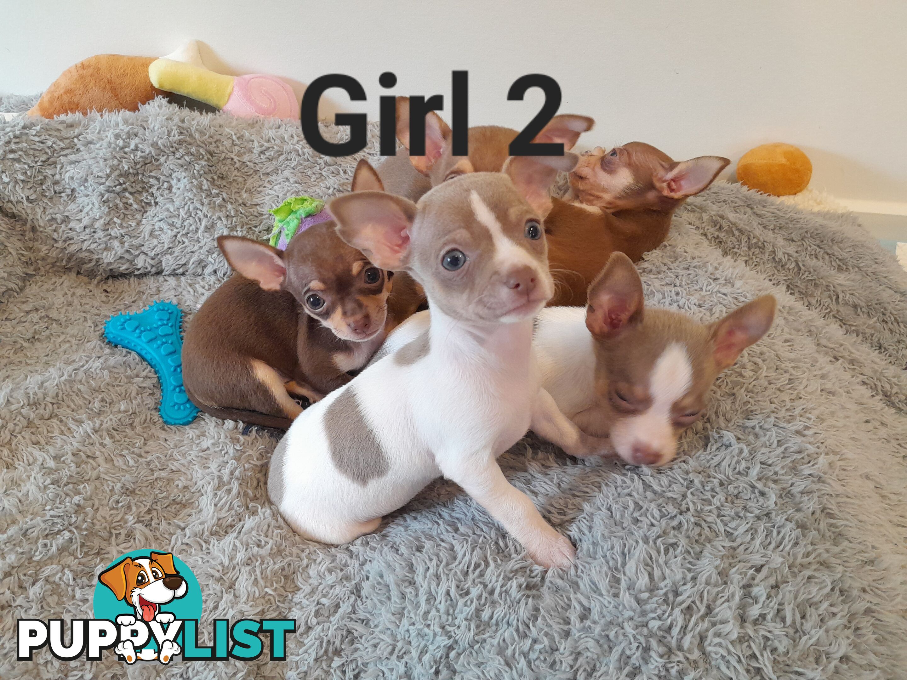 Chihuahua puppies