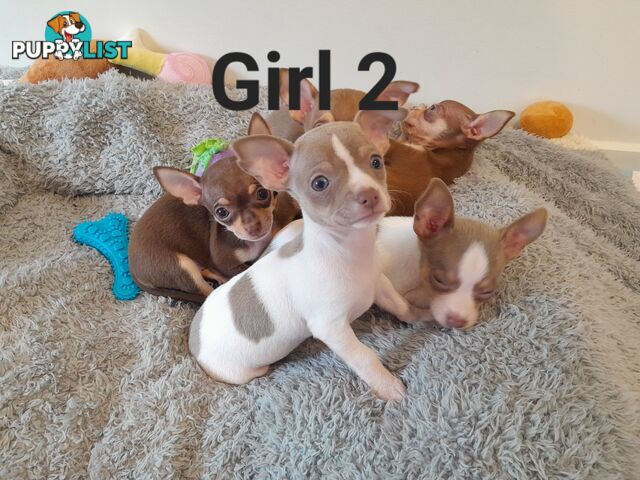 Chihuahua puppies