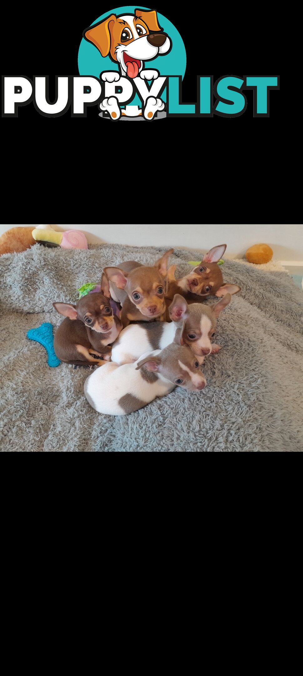 Chihuahua puppies