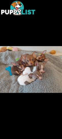 Chihuahua puppies