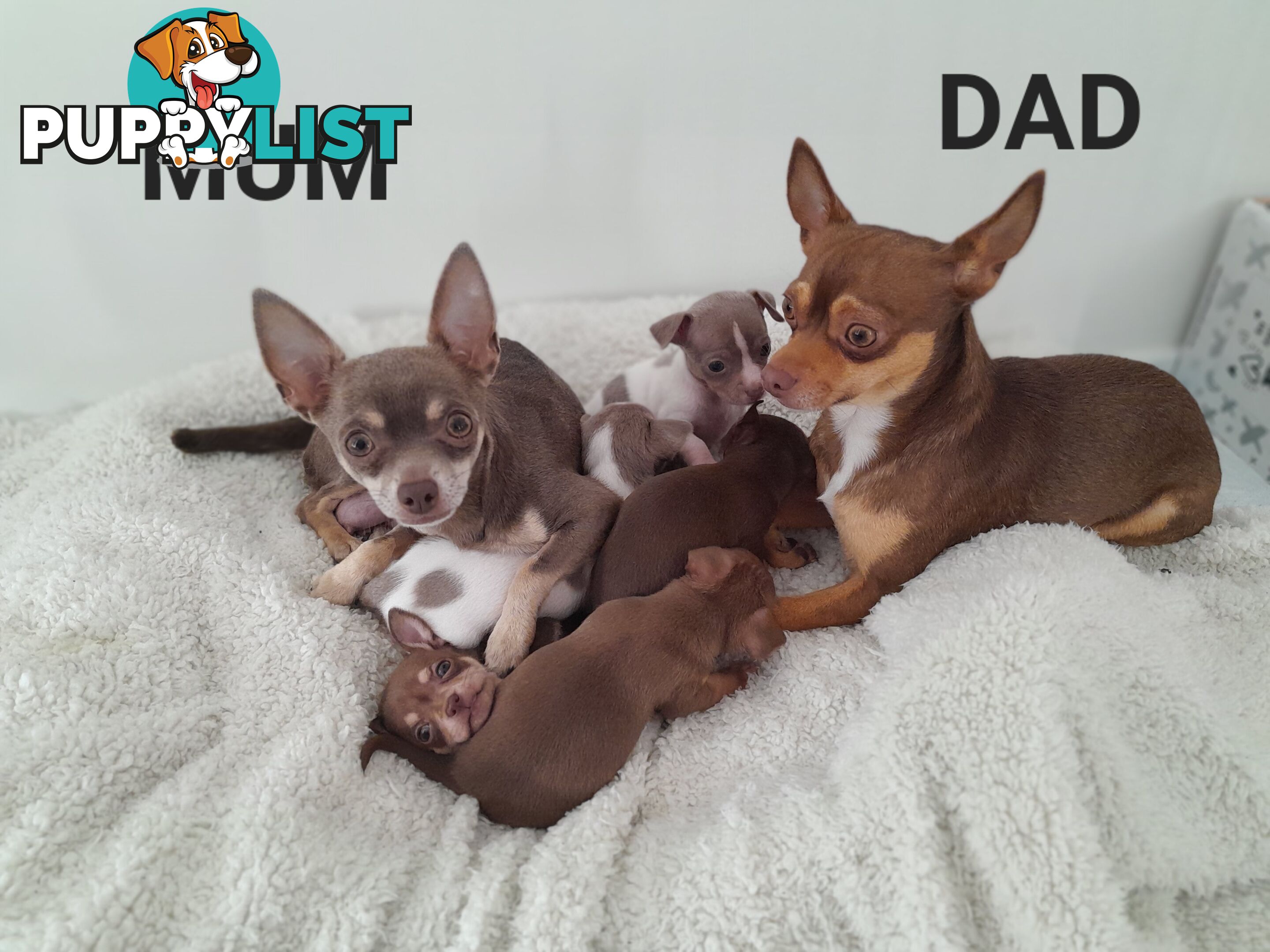 Chihuahua puppies