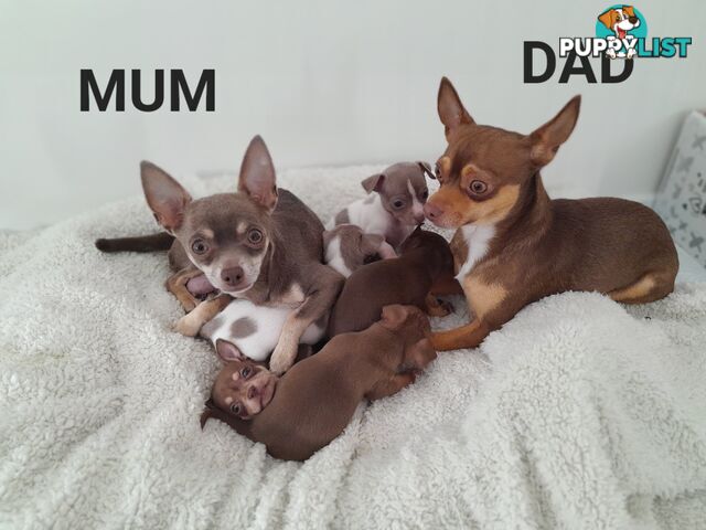 Chihuahua puppies