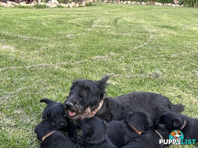 Pure Scottish terrier