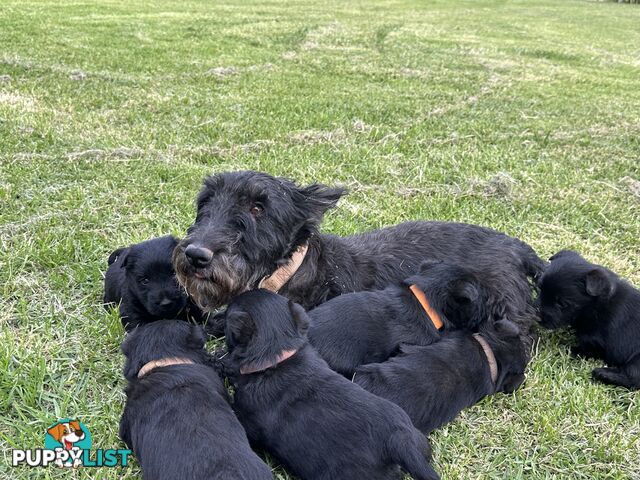 Pure Scottish terrier