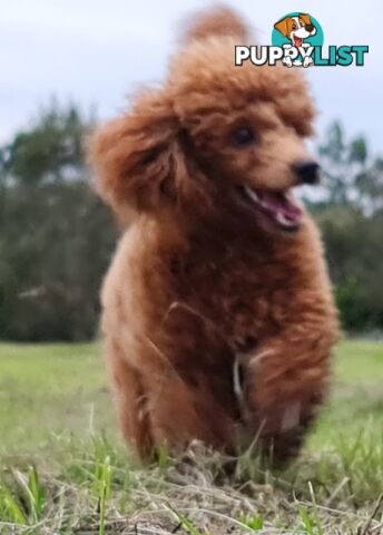 Toy Poodles all purebred