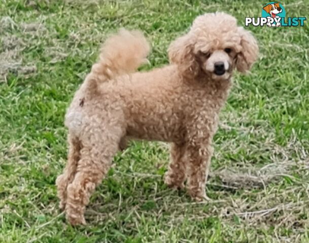 Toy Poodles all purebred