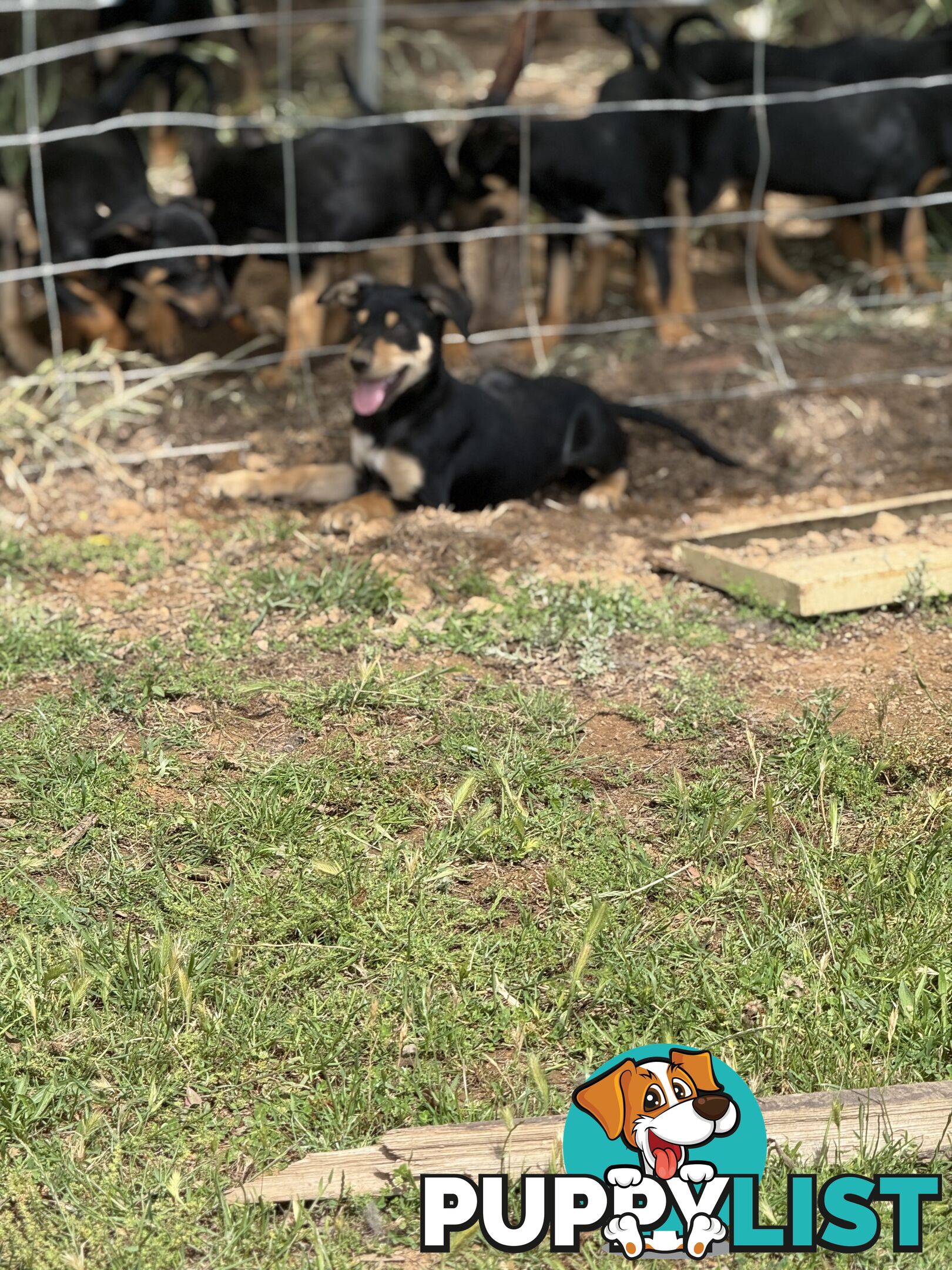 Purebred kelpie pups