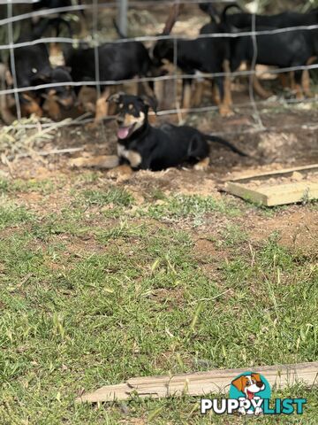 Purebred kelpie pups