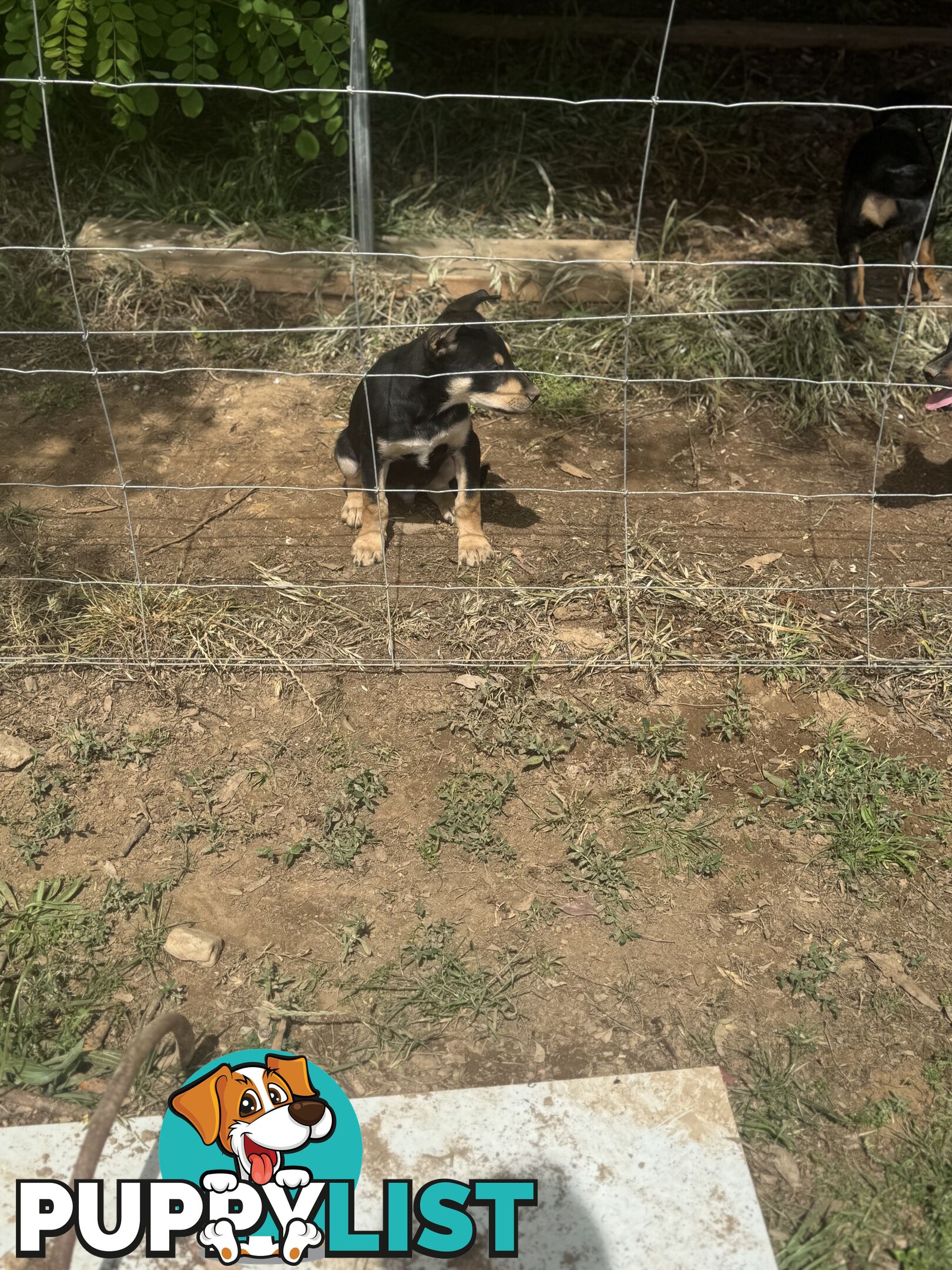 Purebred kelpie pups