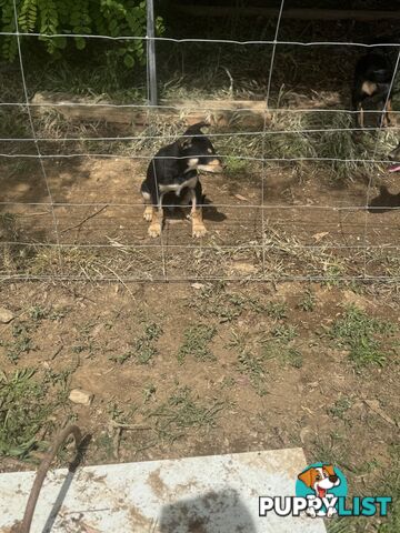 Purebred kelpie pups