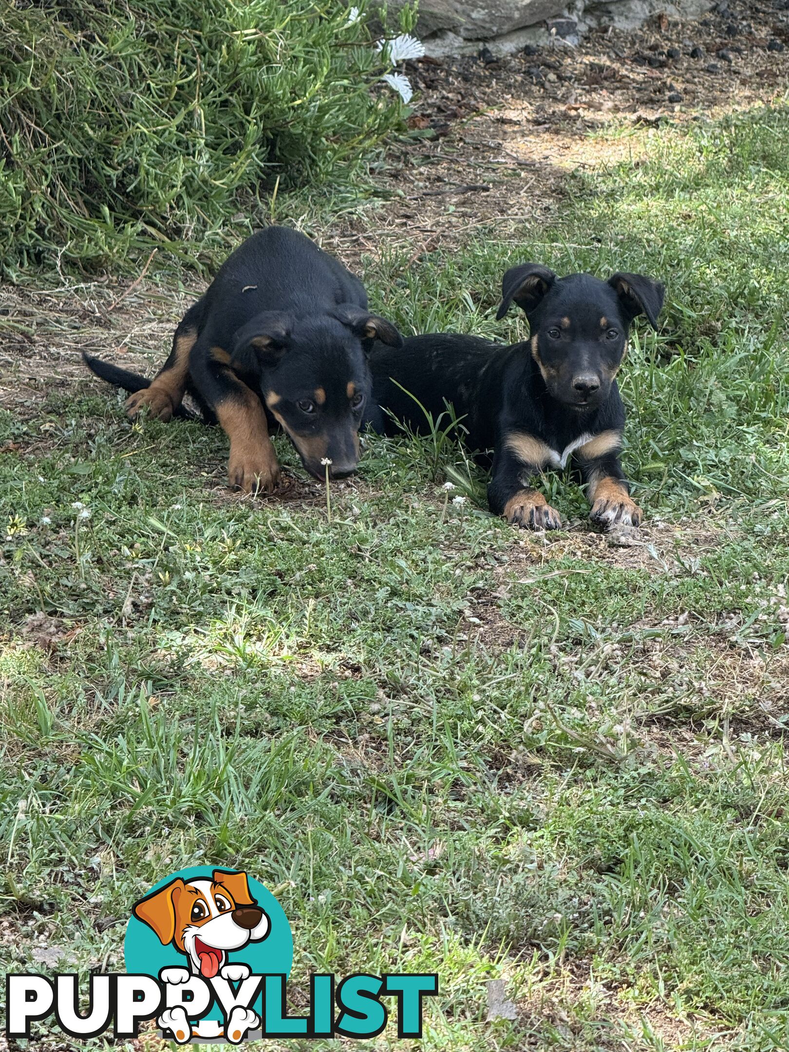 Purebred kelpie pups