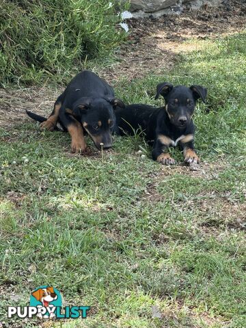 Purebred kelpie pups