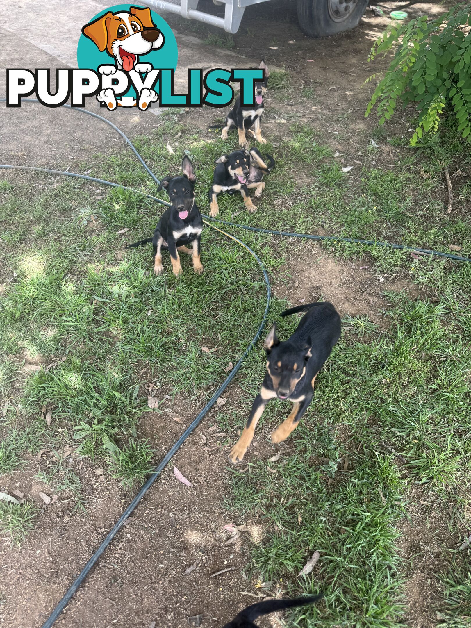 Purebred kelpie pups