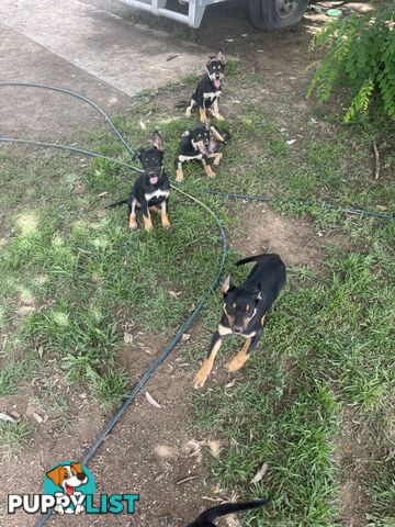 Purebred kelpie pups