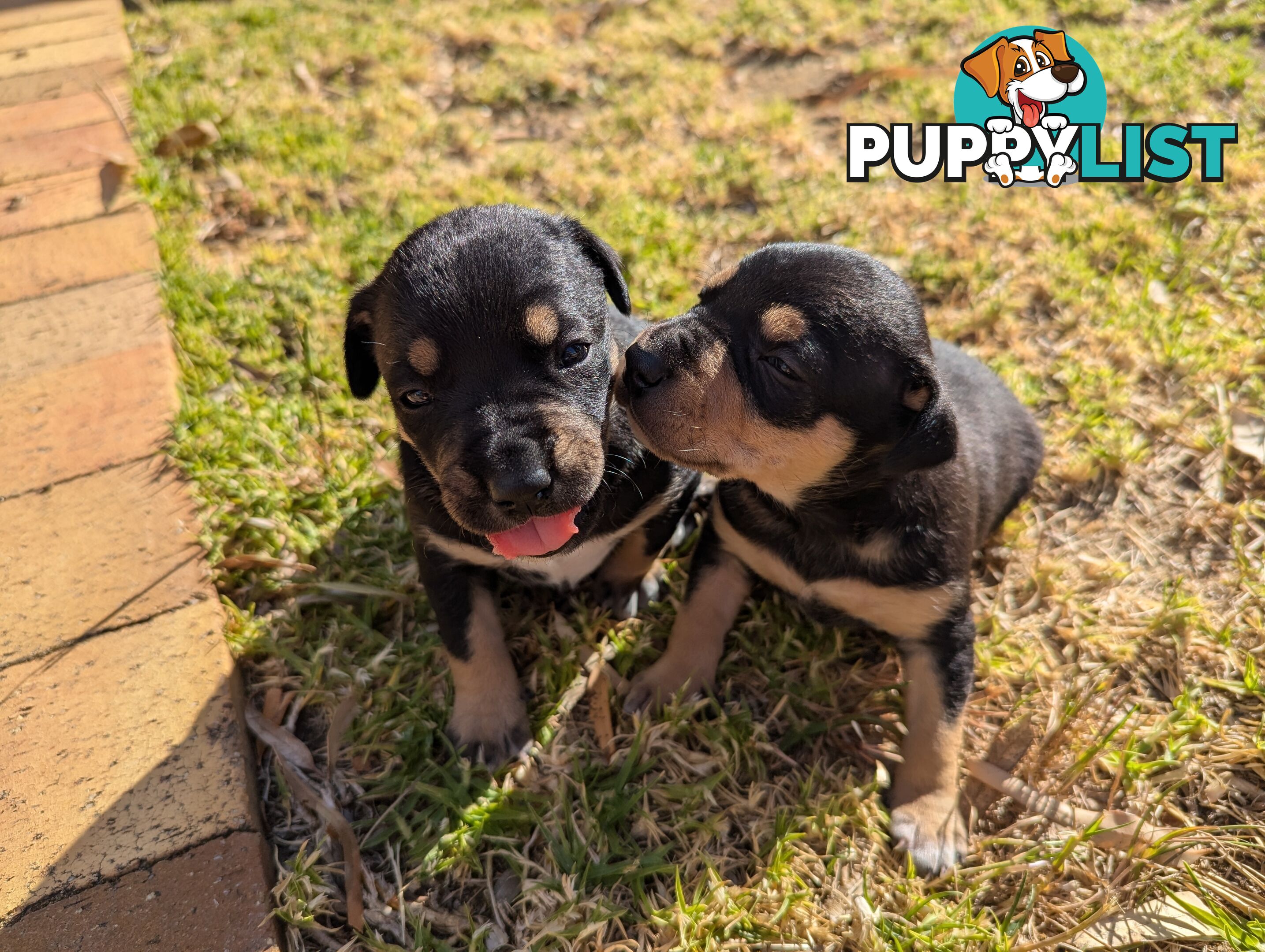 Staffy x Kelpie