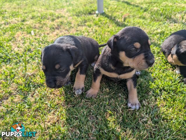 Staffy x Kelpie