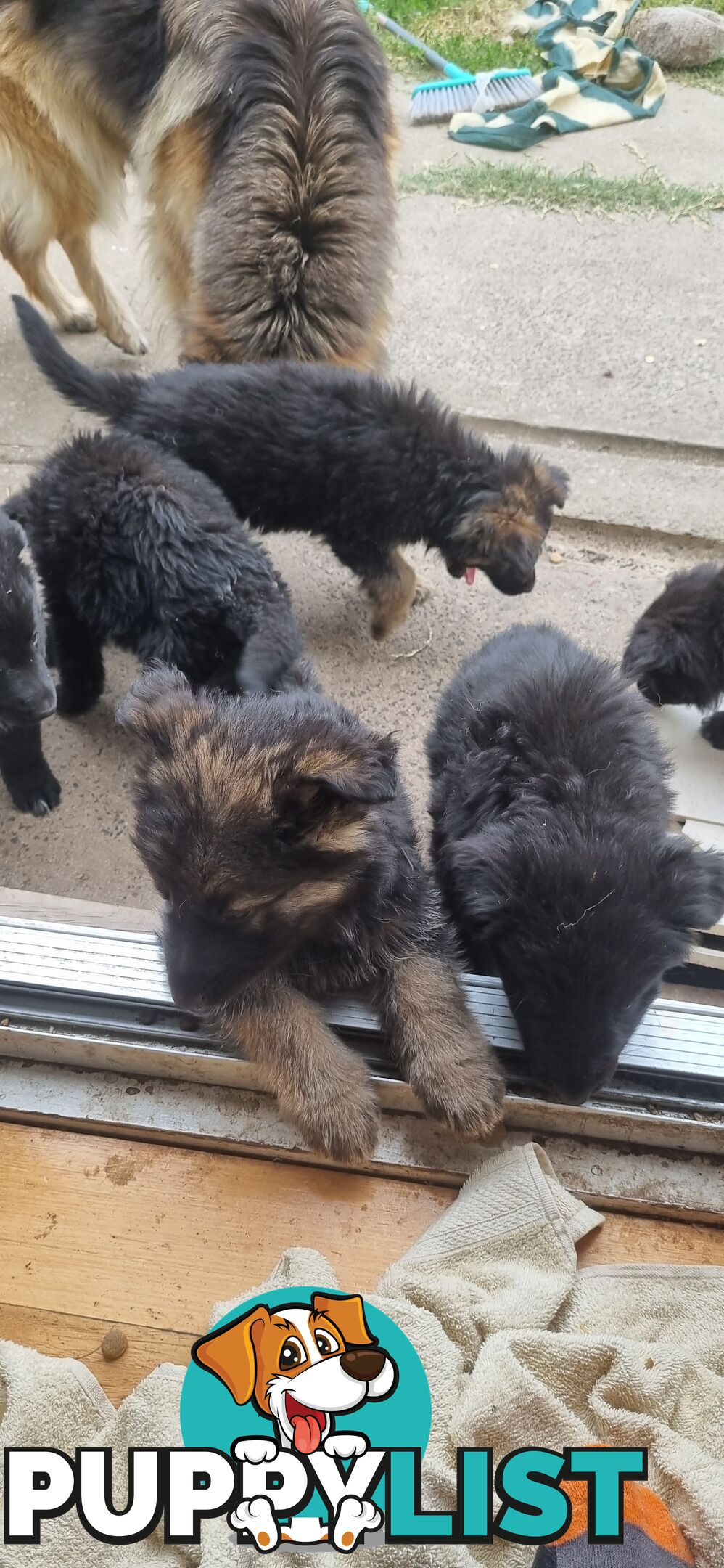 German shepherd puppy