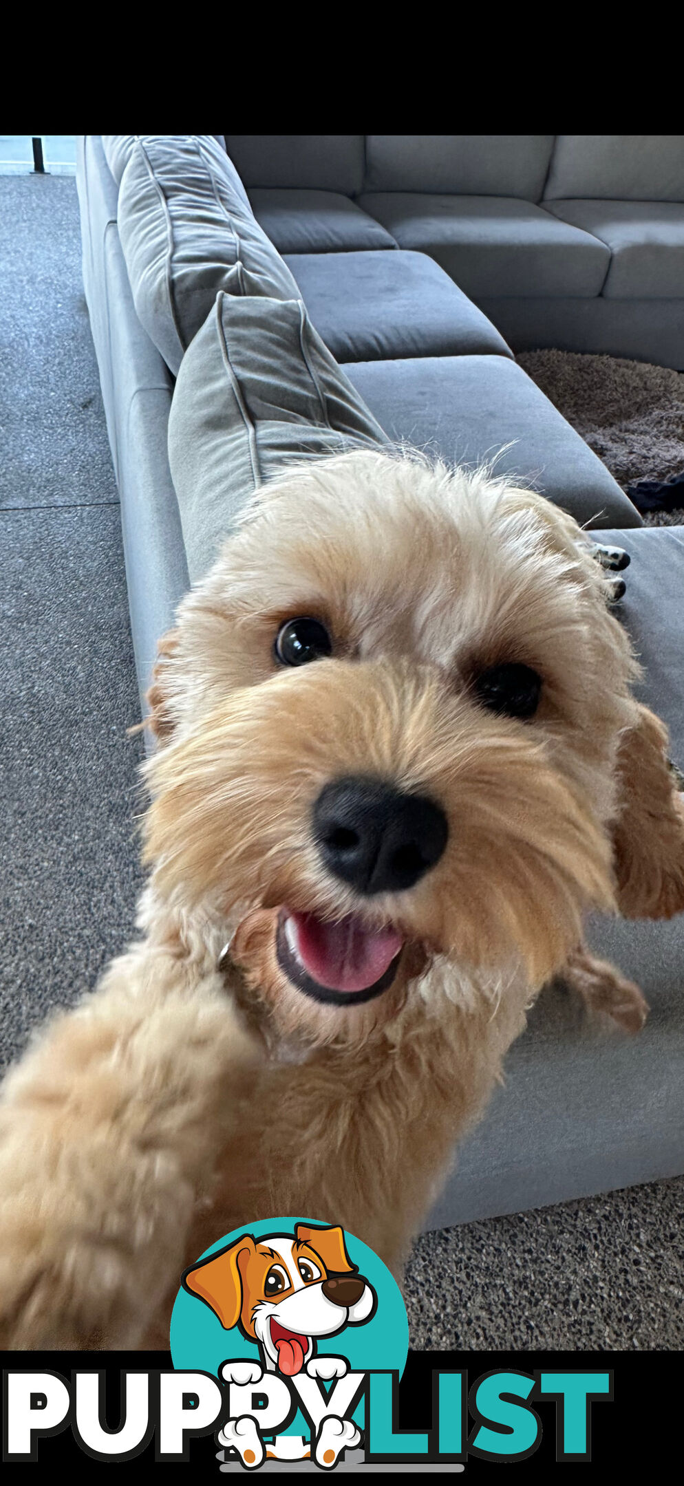 Buddy, 1 year old male cavoodle