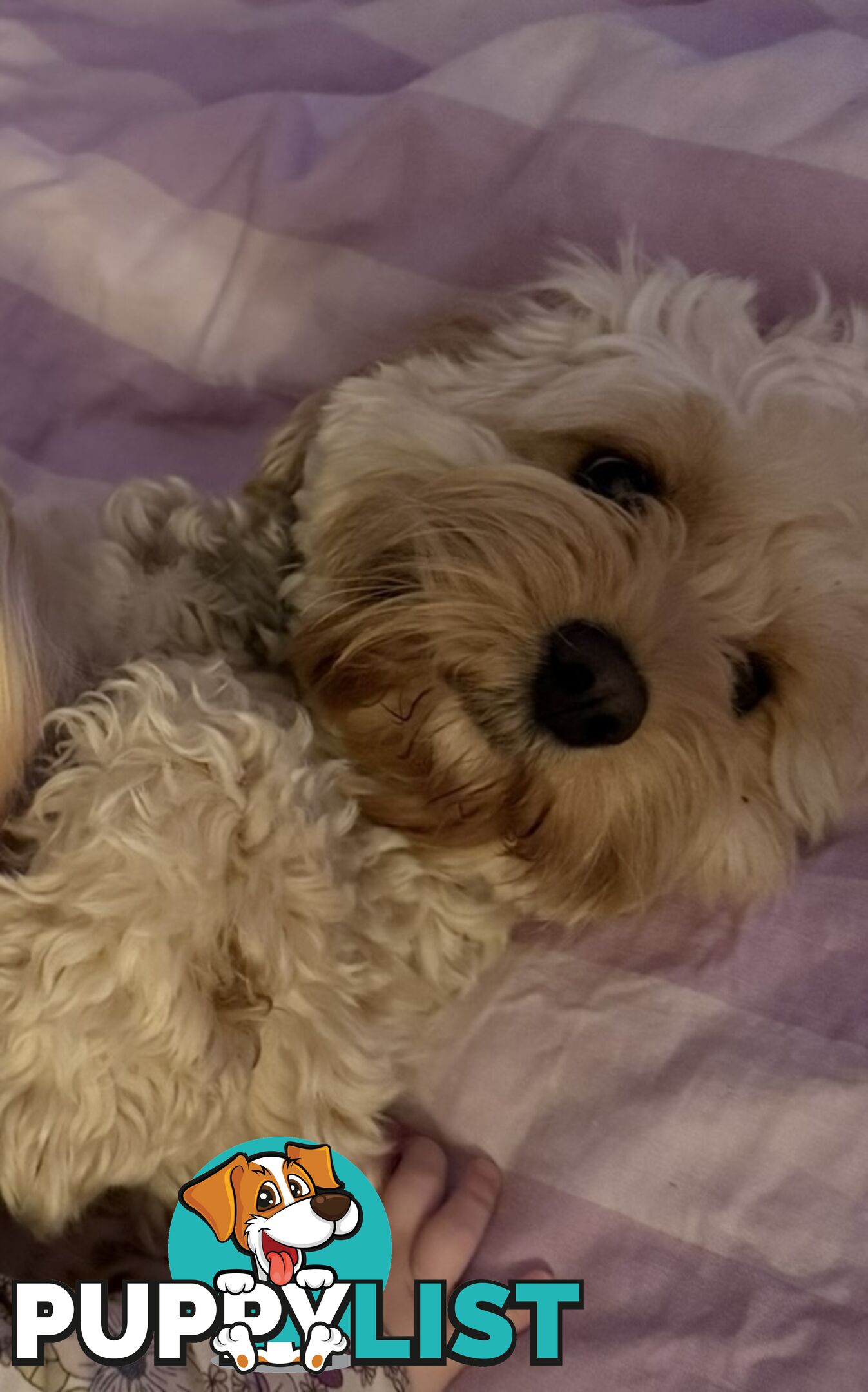 Buddy, 1 year old male cavoodle