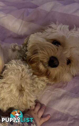 Buddy, 1 year old male cavoodle