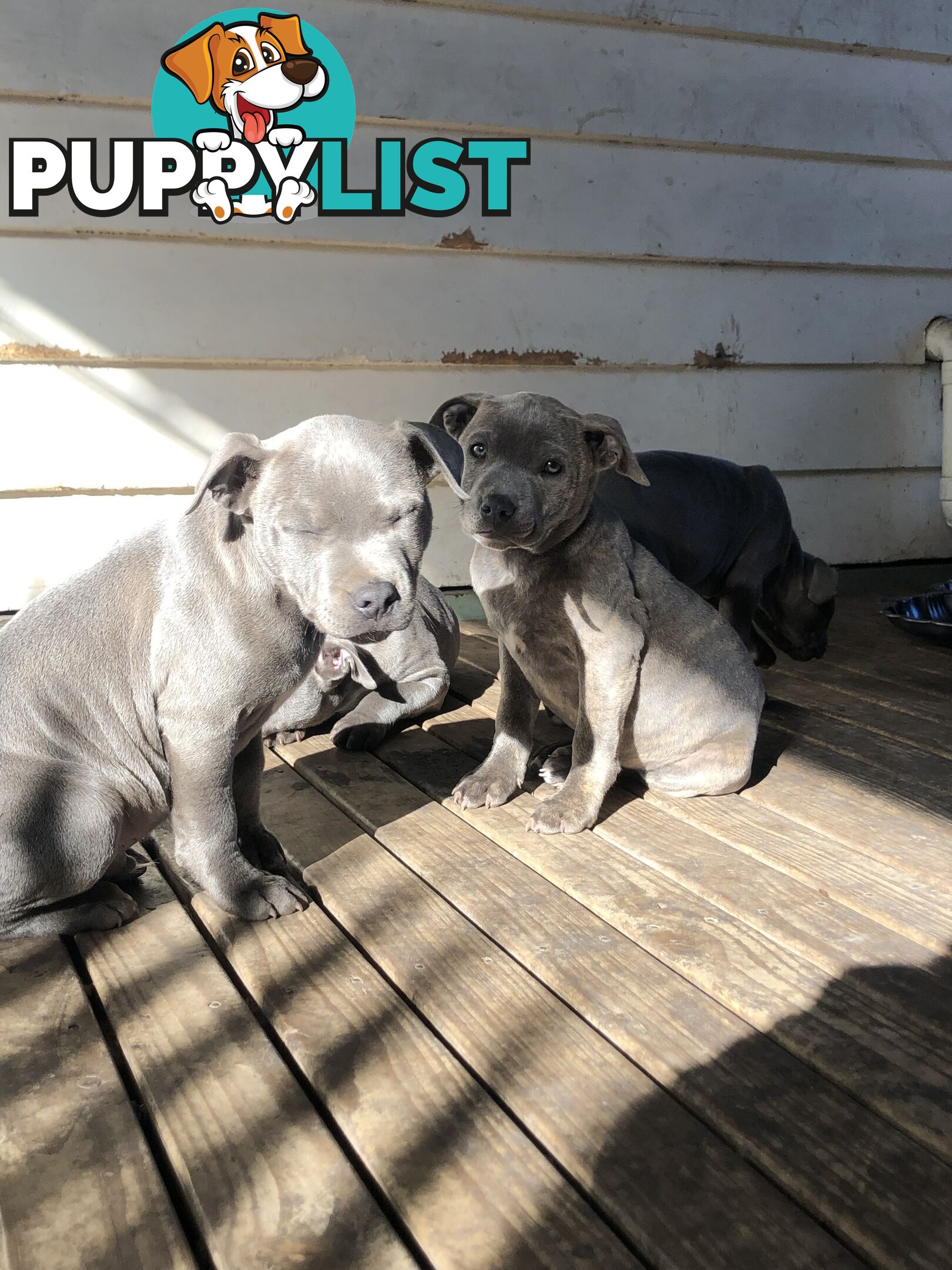 American Blu nose Terrier