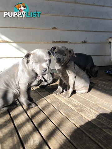 American Blu nose Terrier