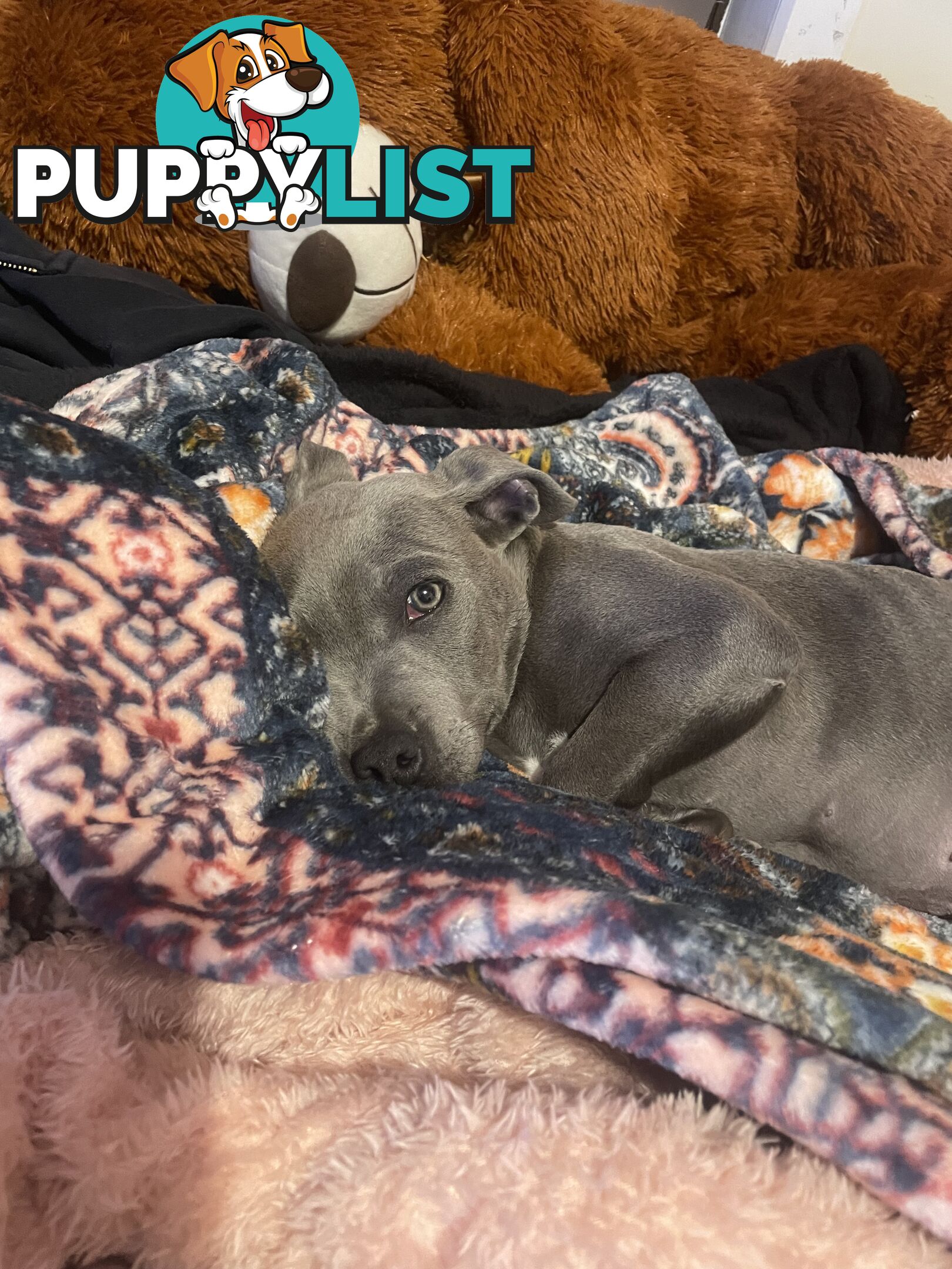 American Blu nose Terrier