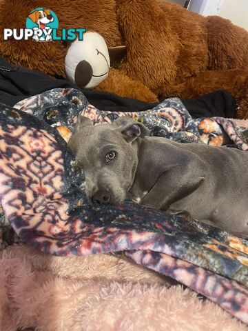American Blu nose Terrier
