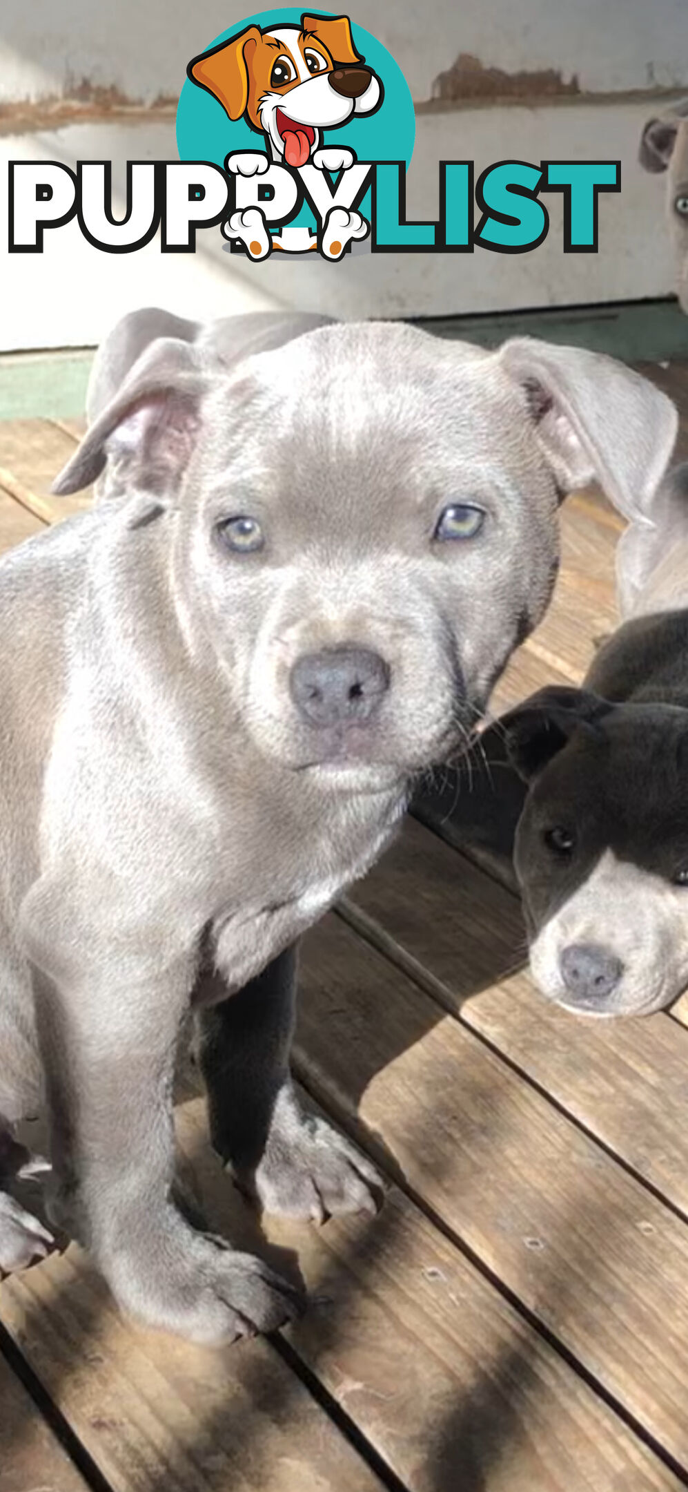 American Blu nose Terrier