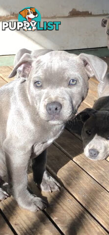 American Blu nose Terrier