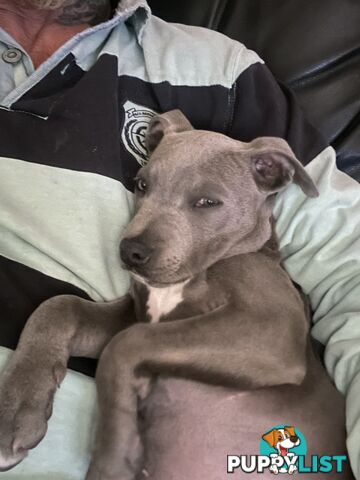 American Blu nose Terrier