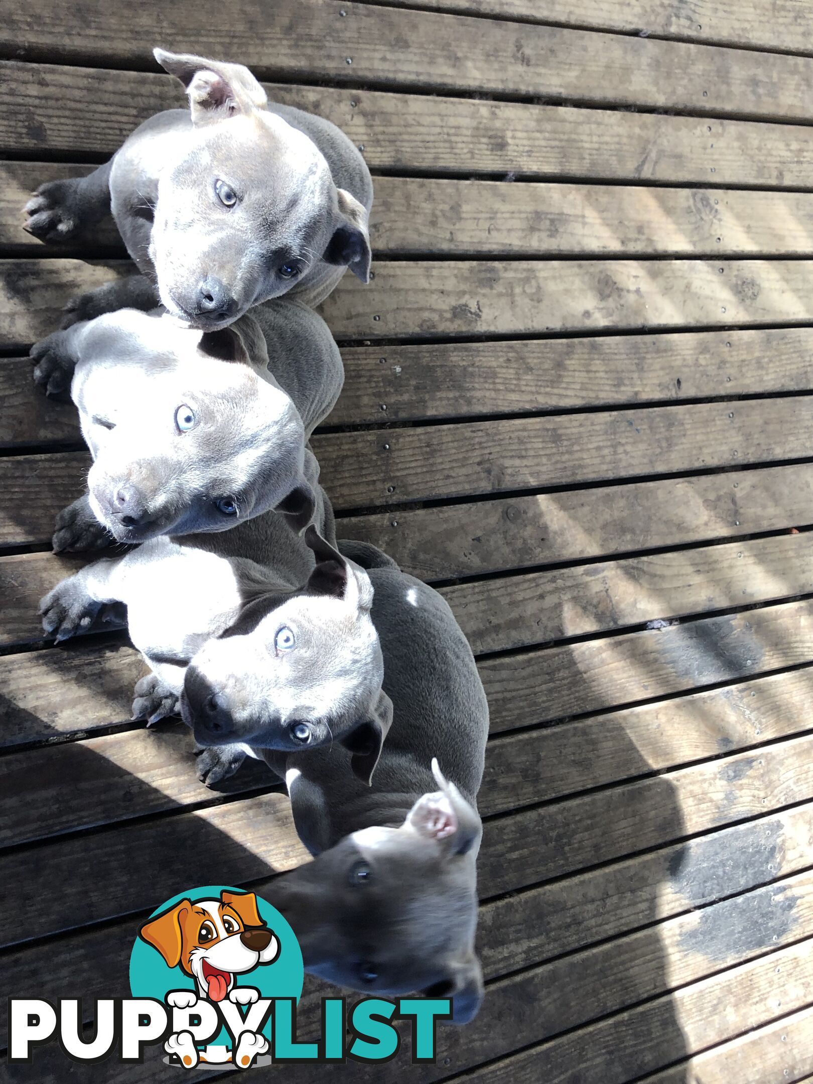 American Blu nose Terrier
